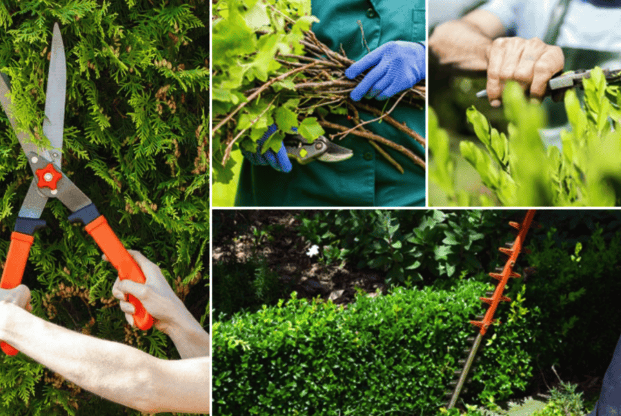 chăm sóc sân vườn chuyên nghiệp