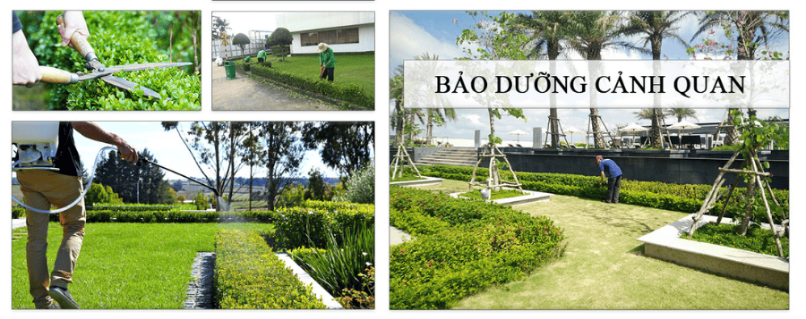 Đơn Vị Dịch vụ bảo dưỡng sân vườn