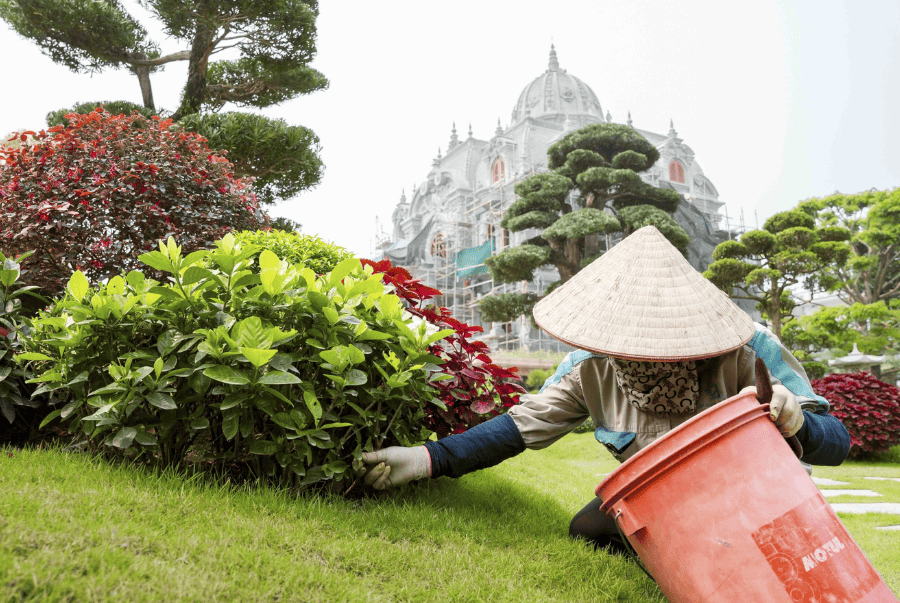 chăm sóc sân vườn chuyên nghiệp