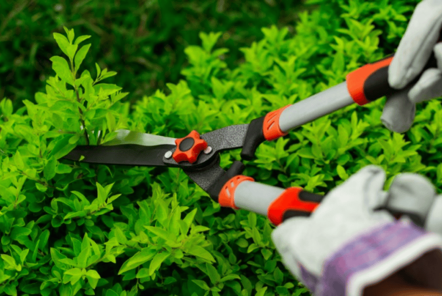 chăm sóc sân vườn chuyên nghiệp