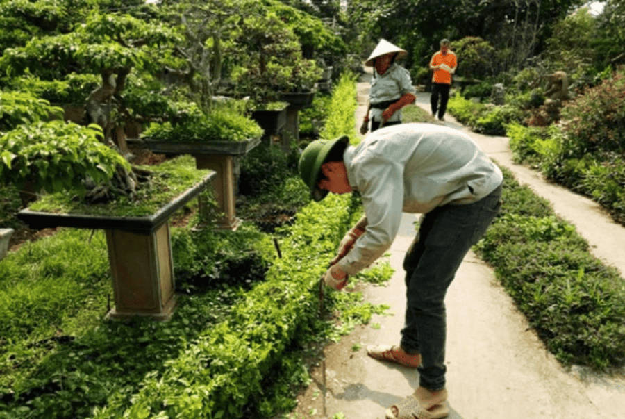 dịch vụ bảo dưỡng sân vườn