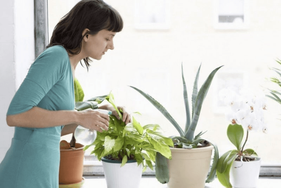 dịch vụ vệ sinh Chăm Sóc Cây Văn Phòng