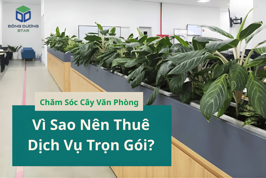dịch vụ vệ sinh Chăm Sóc Cây Văn Phòng